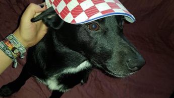 37038881_1837304246312385_2242697274746470400_n