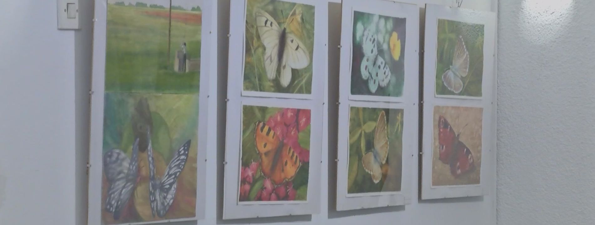 izlozba-leptiri