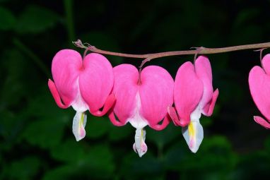 bleeding-heart-784391_960_720.jpg