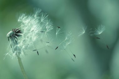seeds-of-dandelion-florence-barreau.jpg