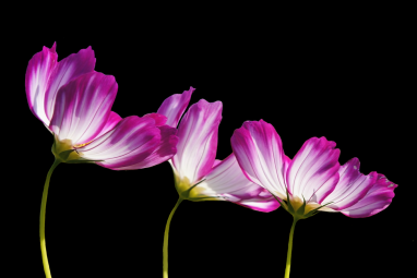 flowers-2708995_1280.png