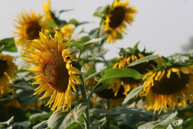 sunflower-5194553_640.jpg