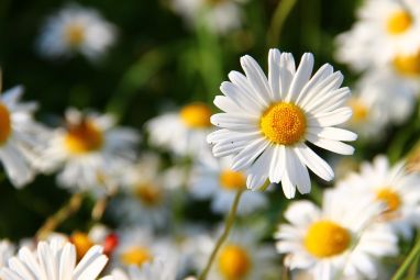 daisies-276112_960_720.jpg