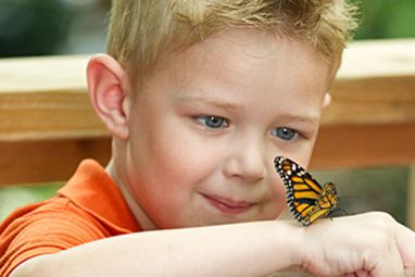 Heaven-Is-for-Real-Connor-Corum-butterfly-Sony.jpg