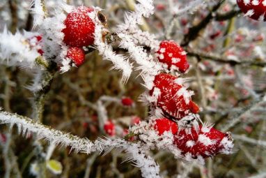 frost-3018057_960_720.jpg