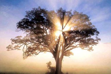 America_-_oak_tree_in_new_england_sunrise.jpg