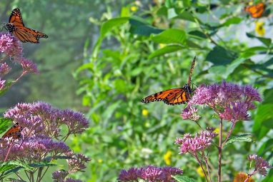 butterflies-18516_1280.jpg