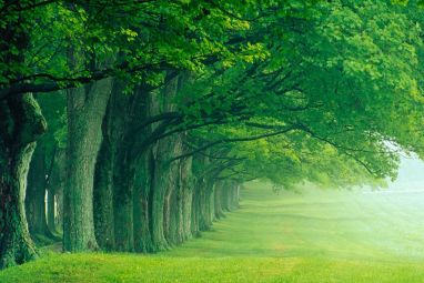 green-trees-wallpapers.jpg