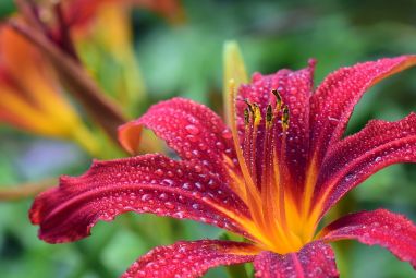 lily-3495722_960_720.jpg