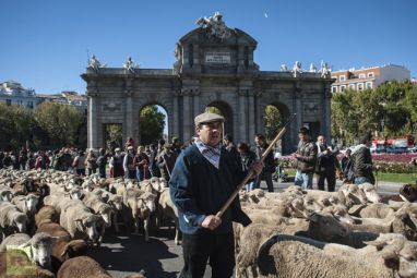 sheep-mustered-centre-madrid.jpg
