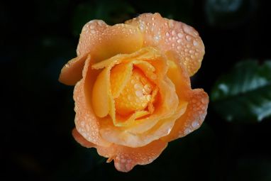 rose-1783961_1280.jpg