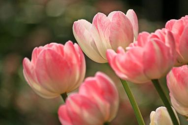 tulips-1134103_960_720.jpg