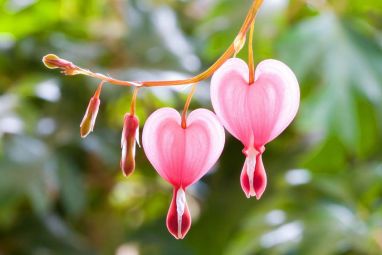 pink-heart-flowers.jpg