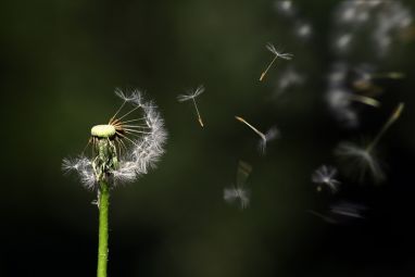 dandelion-1931080_960_720.jpg