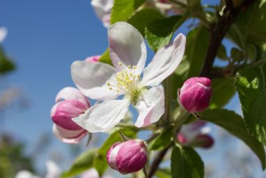 apple-blossom-1277009_960_720.jpg