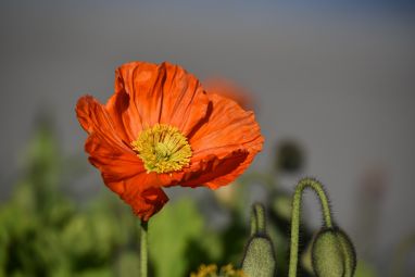 poppy-1330450_1280.jpg