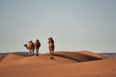 desert-4134934_1280.jpg