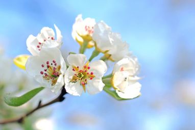 apple-blossoms-1368187_960_720.jpg