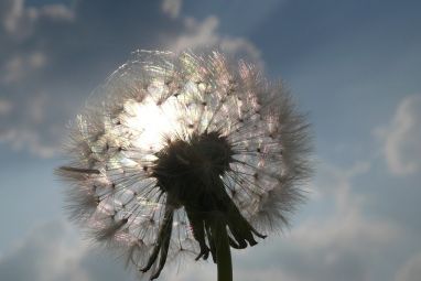 dandelion-408445_960_720.jpg