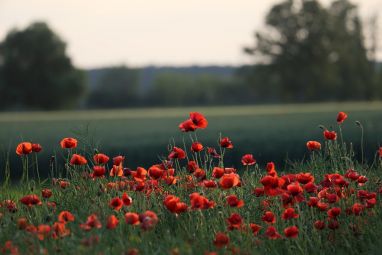 red-poppies-5206943_1280.jpg