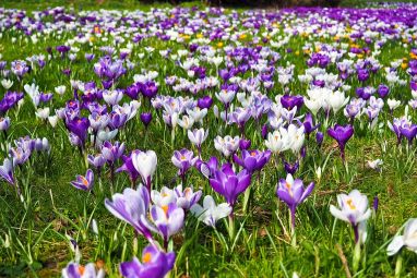 crocus-2139395_960_720.jpg
