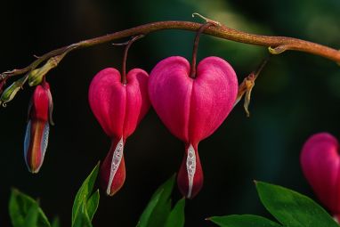 bleeding-heart-332161_960_720.jpg