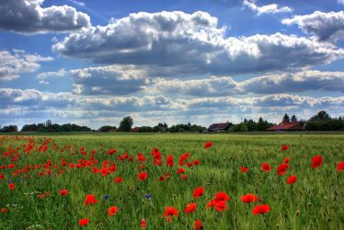 field-of-poppies-50588_960_720.jpg