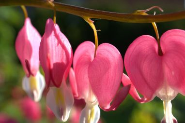 bleeding-heart-3375169_1280.jpg