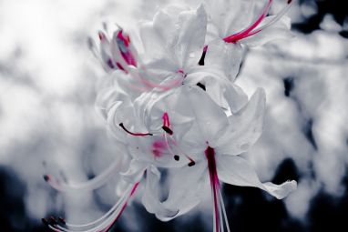 White,-Flowers,-Wallpaper.jpg