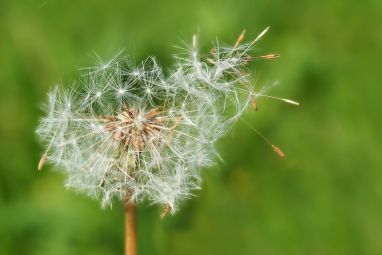 dandelion-1335575_960_720.jpg