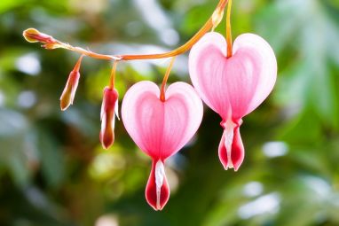 pink-heart-nature-description-the-above-is-flowers-in-225834.jpg