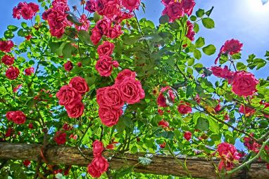 roses-863640_960_720.jpg
