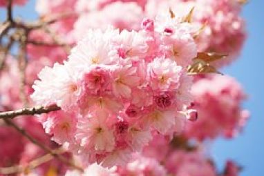cherry-blossom-1260697__180.jpg