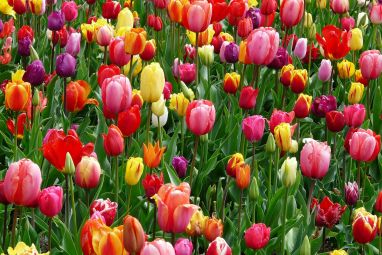 tulips-52125_1280.jpg