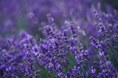 lavender-4765498_1280.jpg