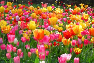 tulipani.jpg