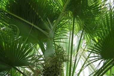 Palm-Sunday-Backgrounds-9.jpg