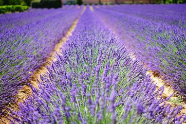 lavender-flowers-1595487_960_720.jpg