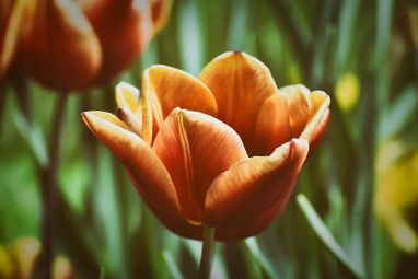 tulips-4773209_1920.jpg