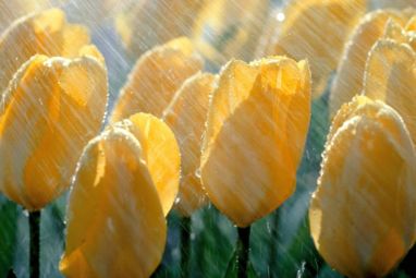 Nature___Flowers_Yellow_tulips_in_the_rain_100066_29.jpg