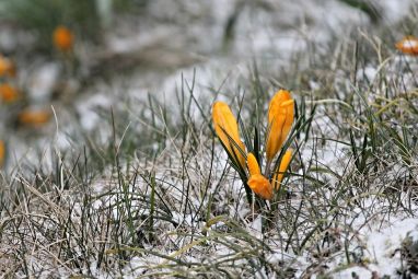 crocus-3241053_960_720.jpg