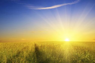 wheat-field-in-the-sunny-morning.jpg