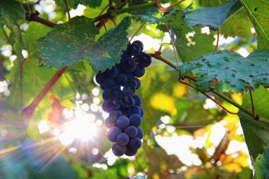 grapes-877301_960_720.jpg