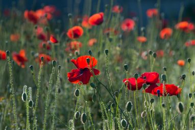 poppies-384926_960_720.jpg