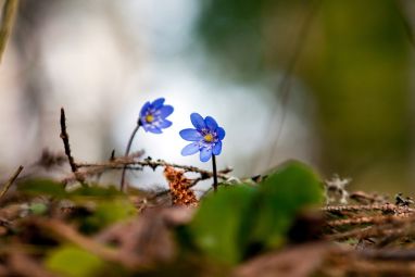 Two-blue-flowers.jpg
