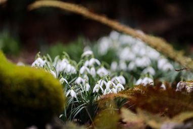 snowdrop-4897836_640.jpg