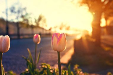 tulips_in_the_morning_light_by_jackietran-d4xt63r.jpg