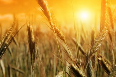 Wheat-Field-3-HD-Wallpaper.jpg