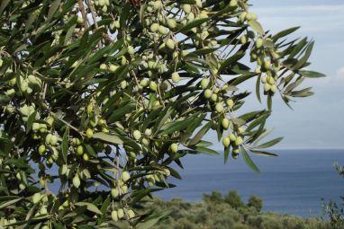 oliveoilmore.jpg