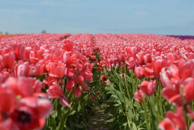 tulips-1331589_960_720.jpg